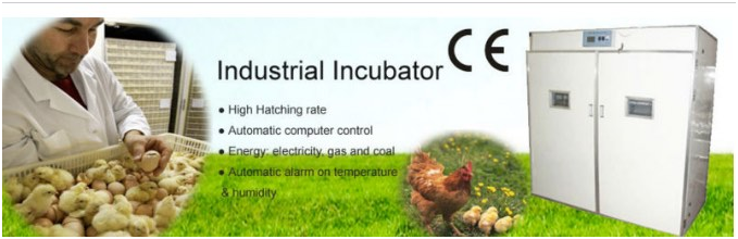 mesin-tetas-telur-industri-264-butir-industrial-incubator-maksindo